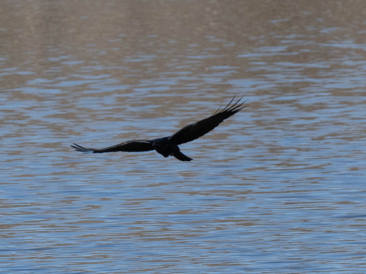 Fish Crow - ML399243381