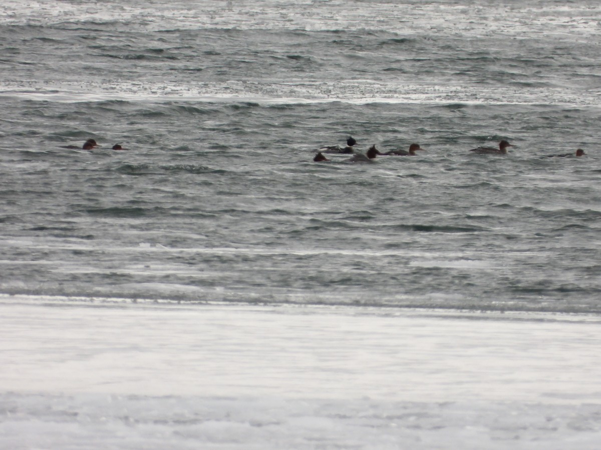 Red-breasted Merganser - ML399244171