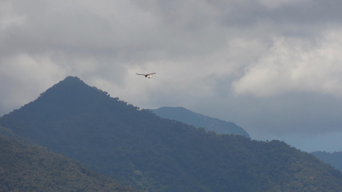 Variable Hawk - Tim Forrester