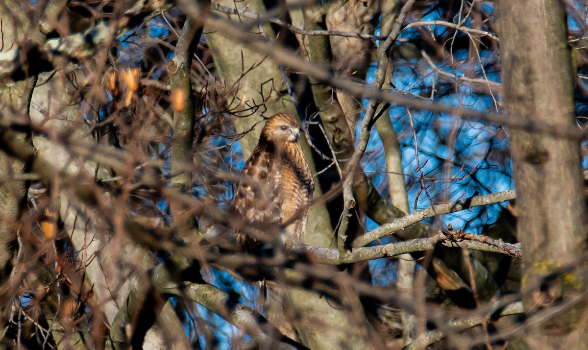 Red-shouldered Hawk - Matt Ratcliffe