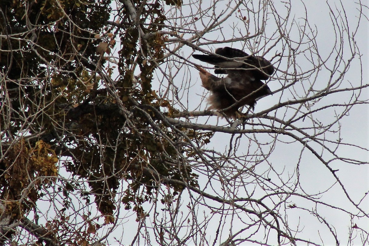 Red-tailed Hawk - ML399245831