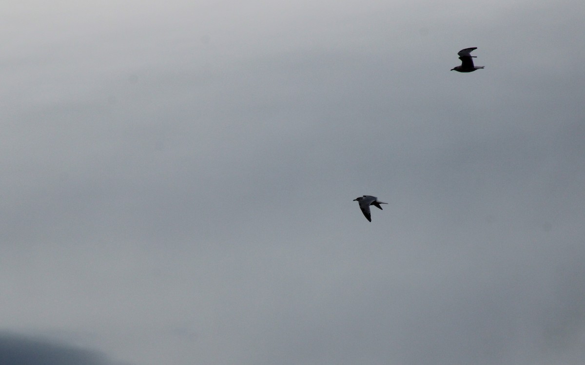 Ring-billed Gull - ML399245931