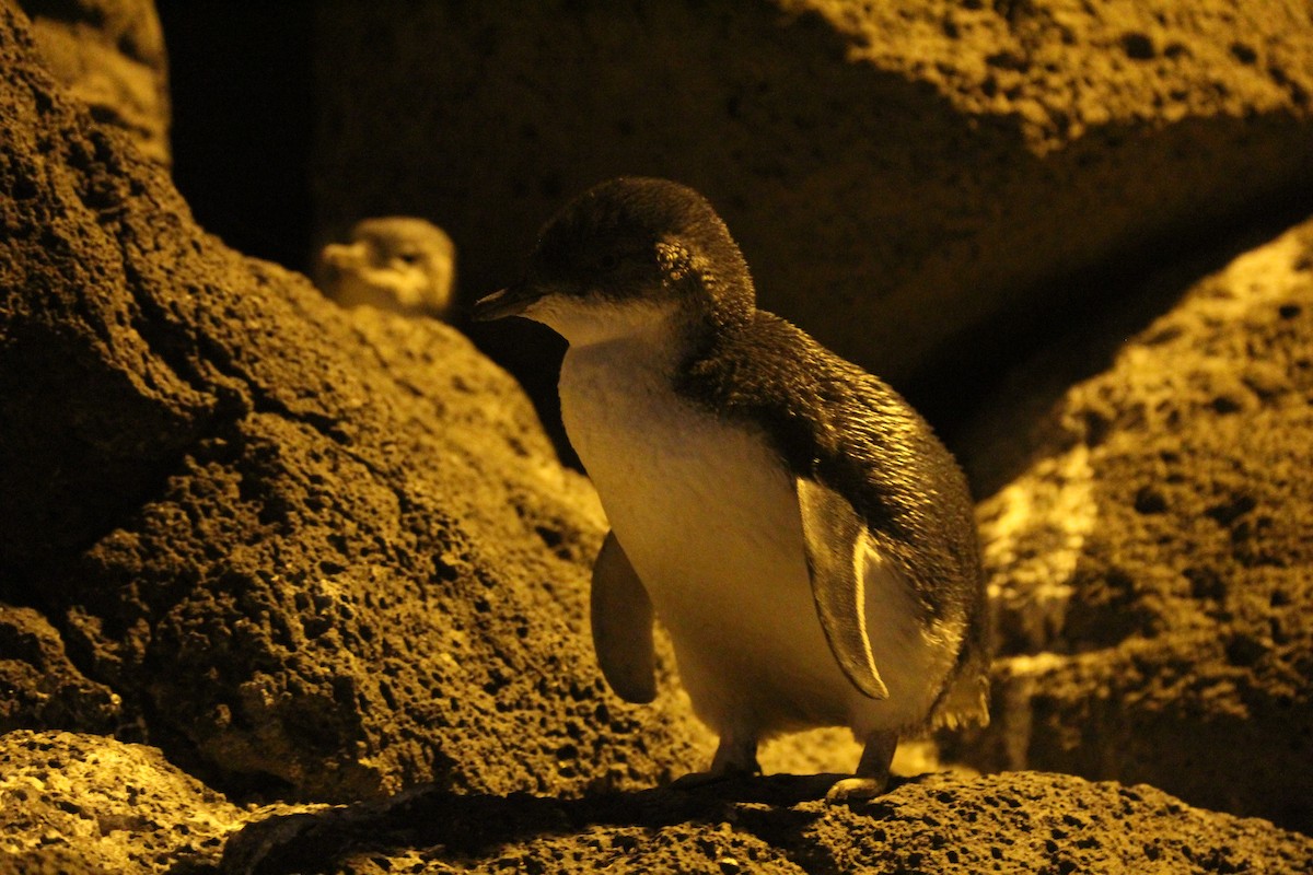 コビトペンギン - ML399246241