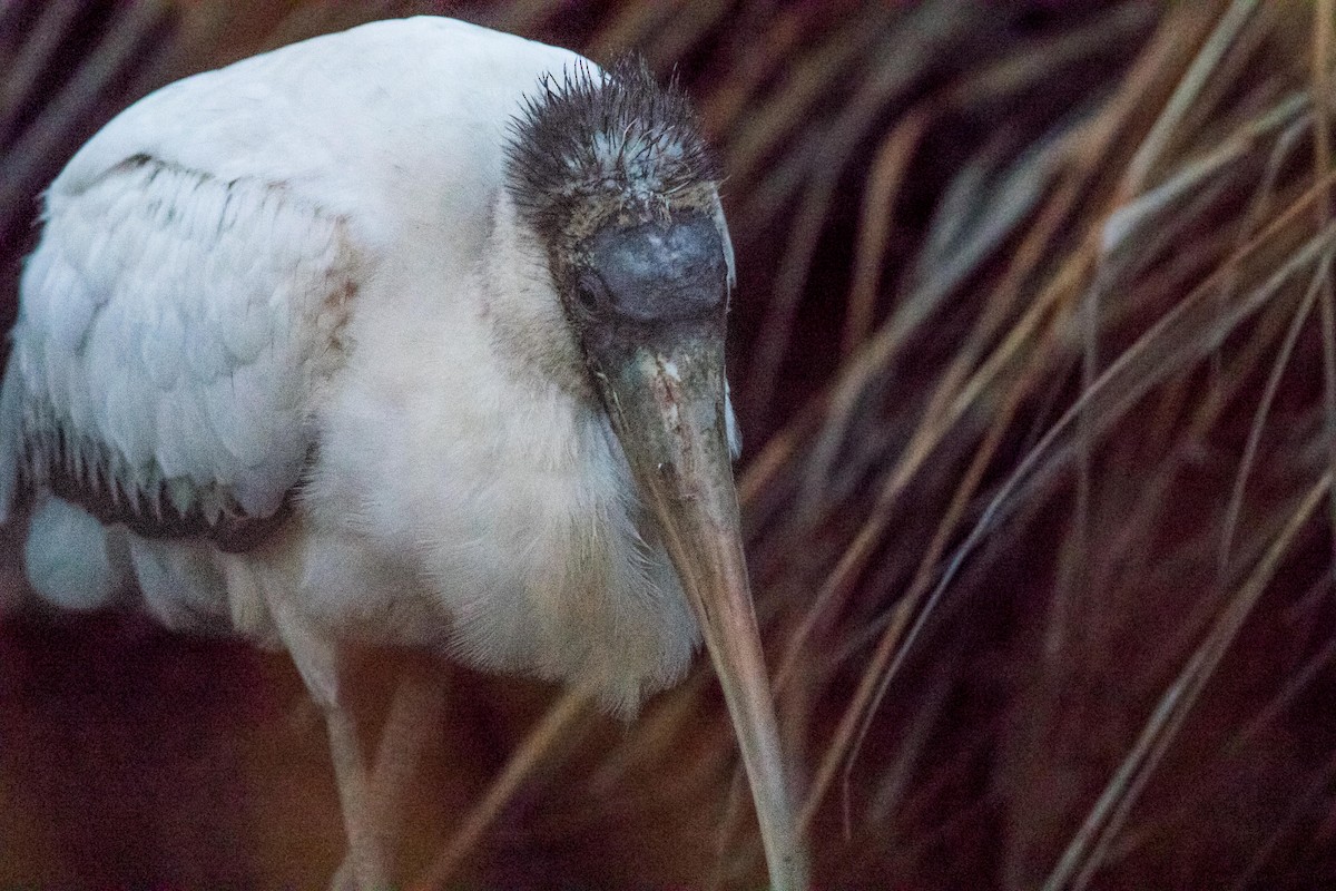 Wood Stork - ML399246571