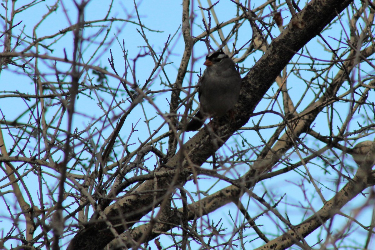 White-crowned Sparrow - ML399247091