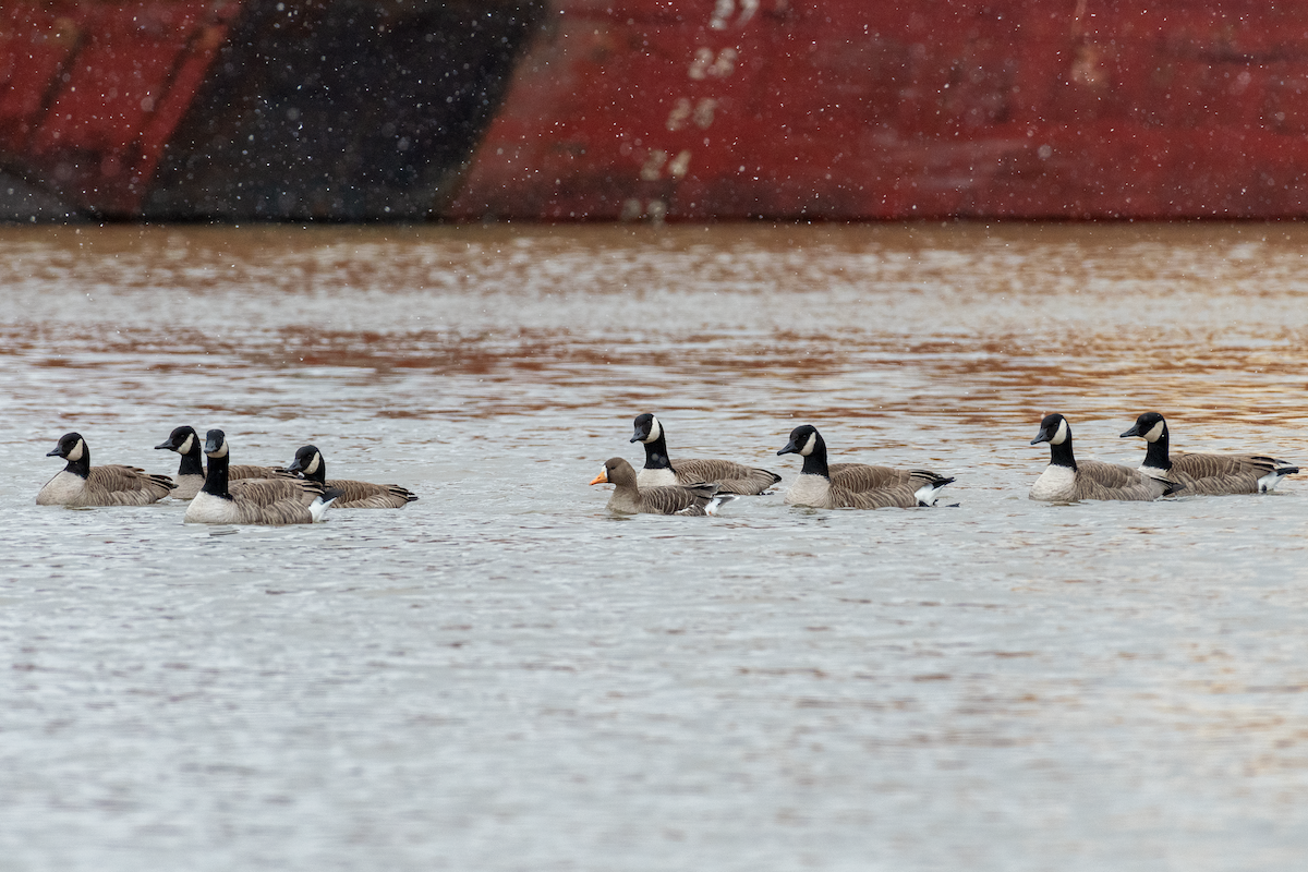 Greater White-fronted Goose - Joshua Vardous