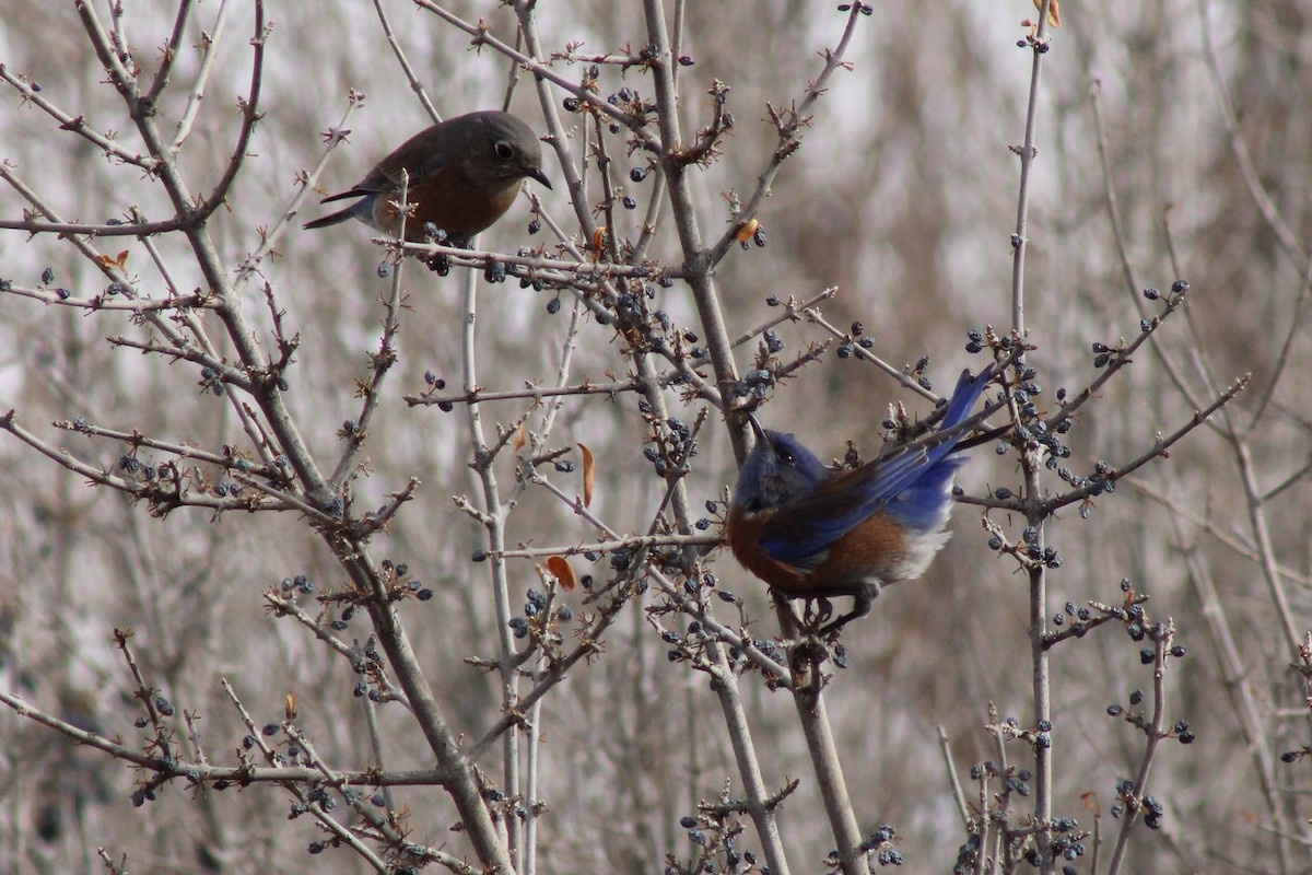 Western Bluebird - ML399247541