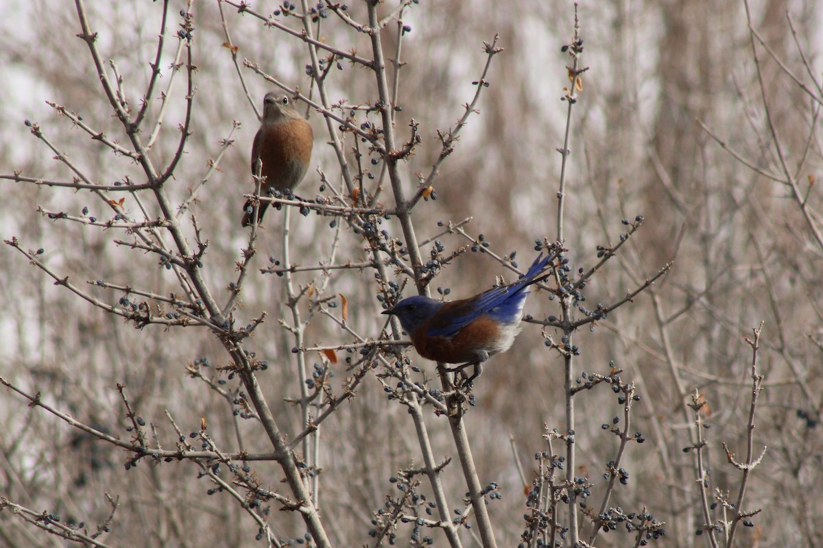 Western Bluebird - ML399247761