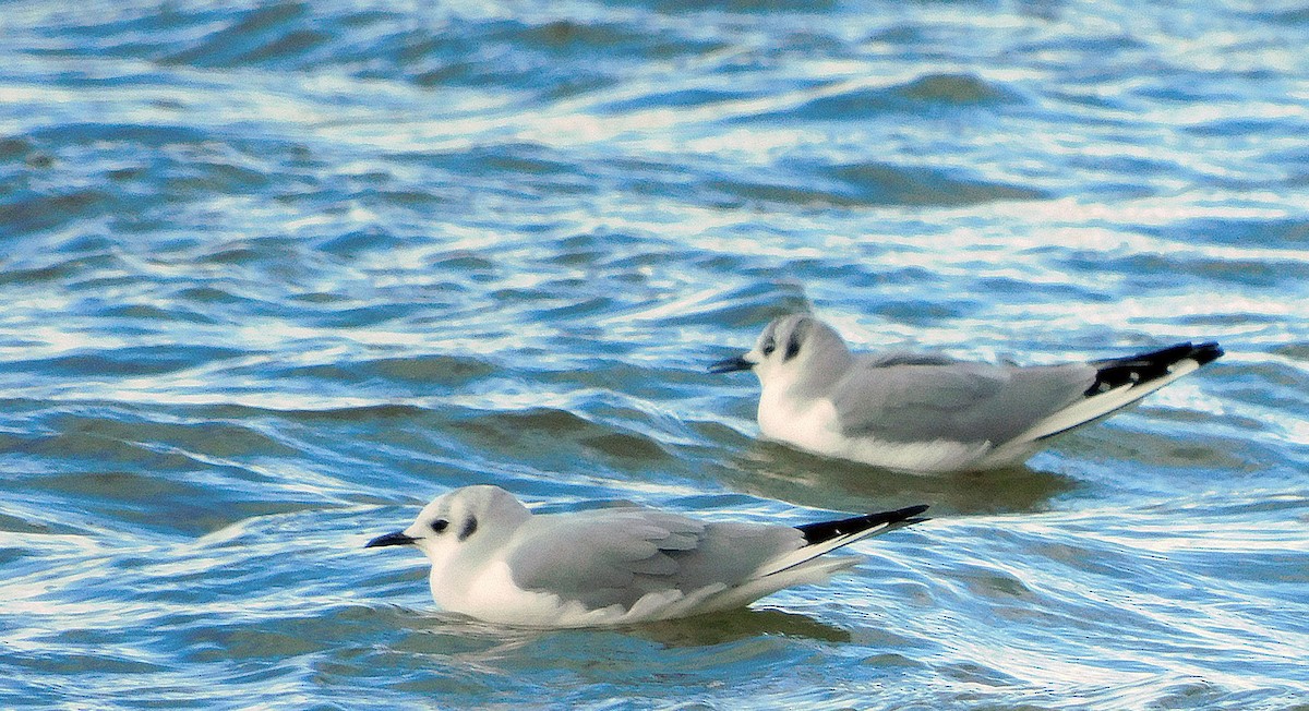 Bonaparte's Gull - ML399248121