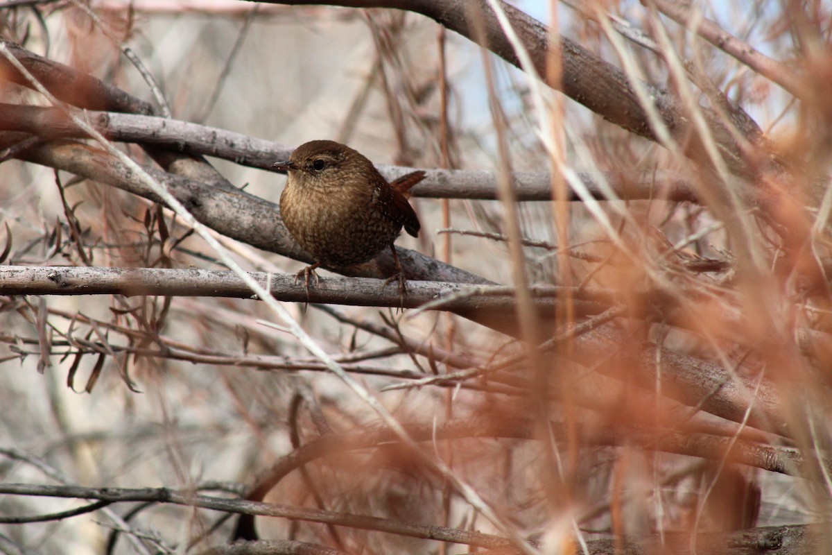 Winter Wren - David Lerwill