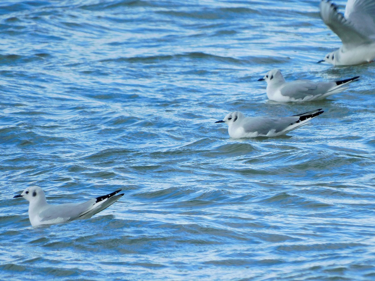 Bonaparte's Gull - ML399248351