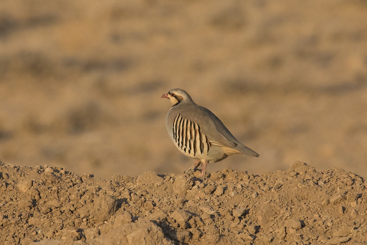 Chukar - ML399249291