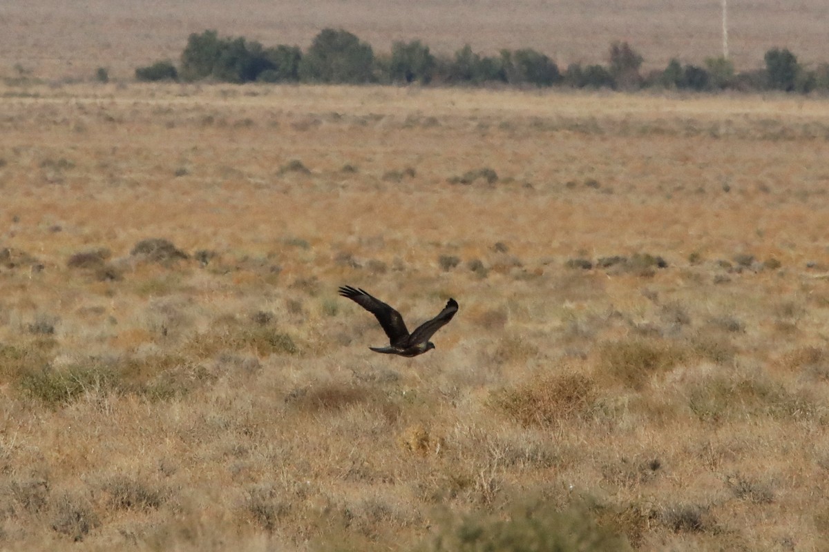 Long-legged Buzzard - ML399249401