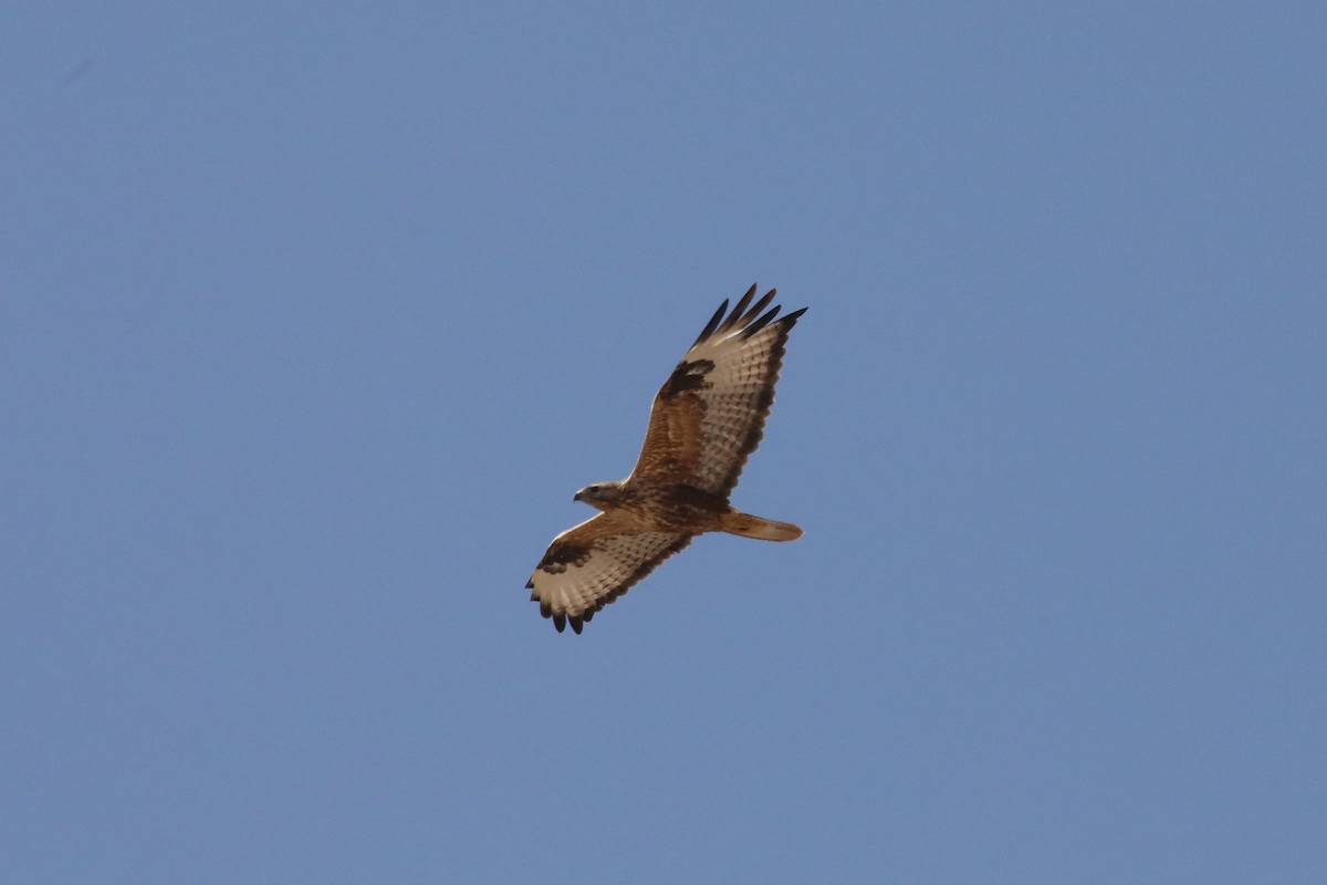 Long-legged Buzzard - ML399249411