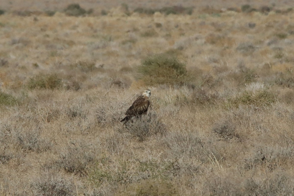 Long-legged Buzzard - ML399249471