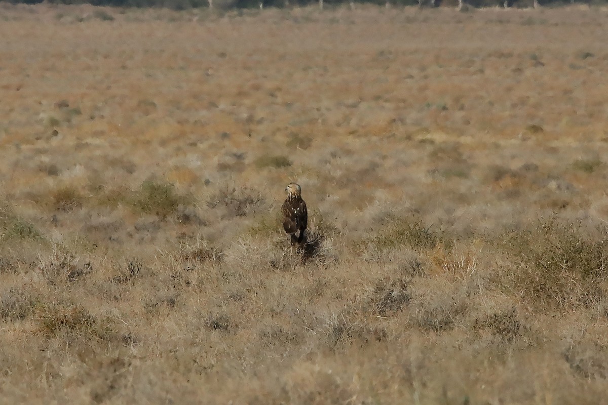 Long-legged Buzzard - ML399249481