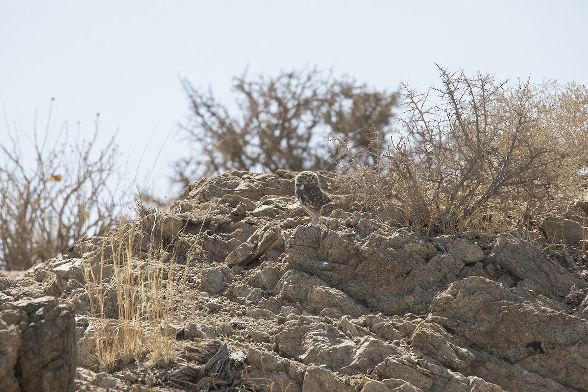 Little Owl - ML399249551