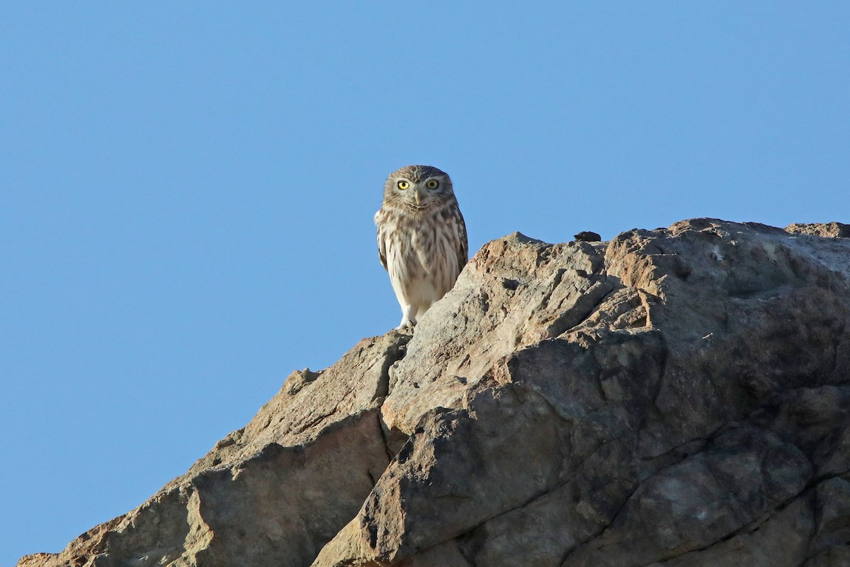 Little Owl - ML399249601