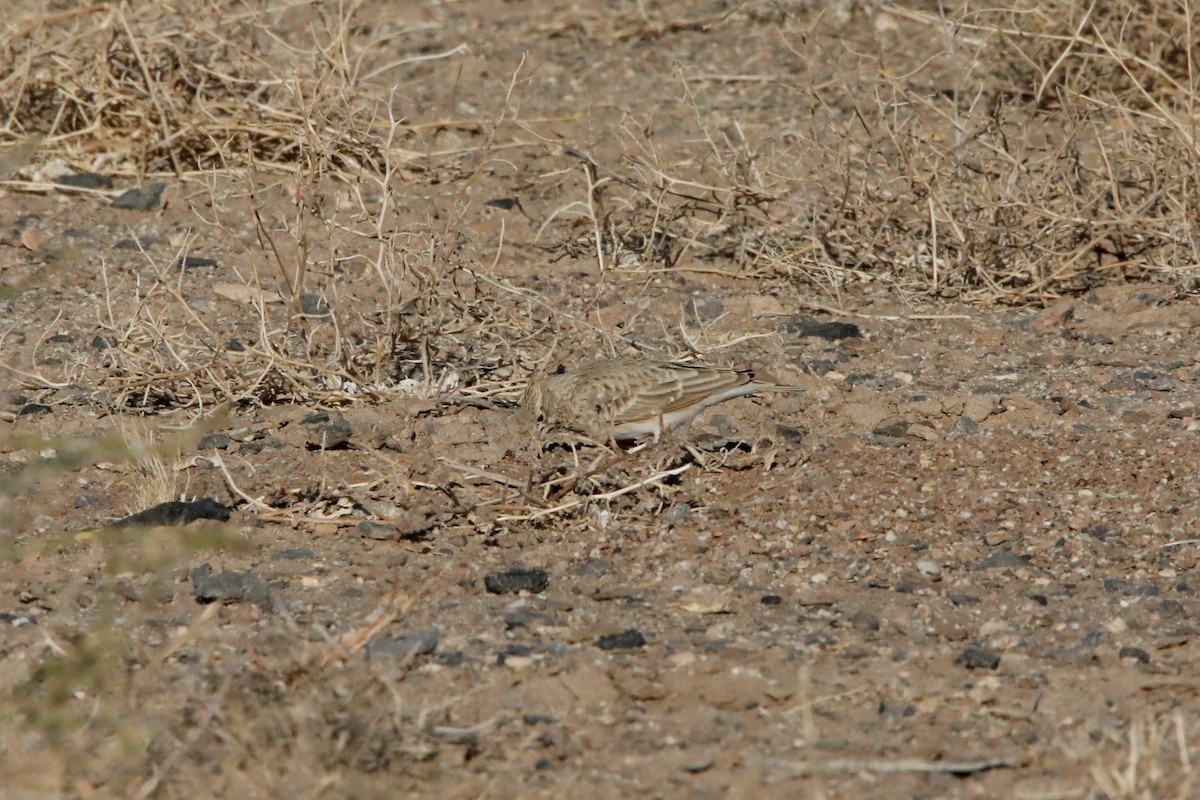 Desert Lark - ML399249631