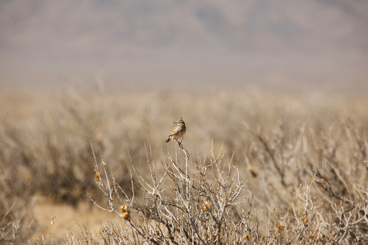 Crested Lark - ML399249651