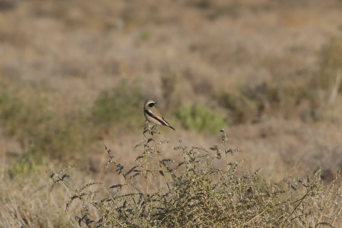 Desert Wheatear - ML399249721