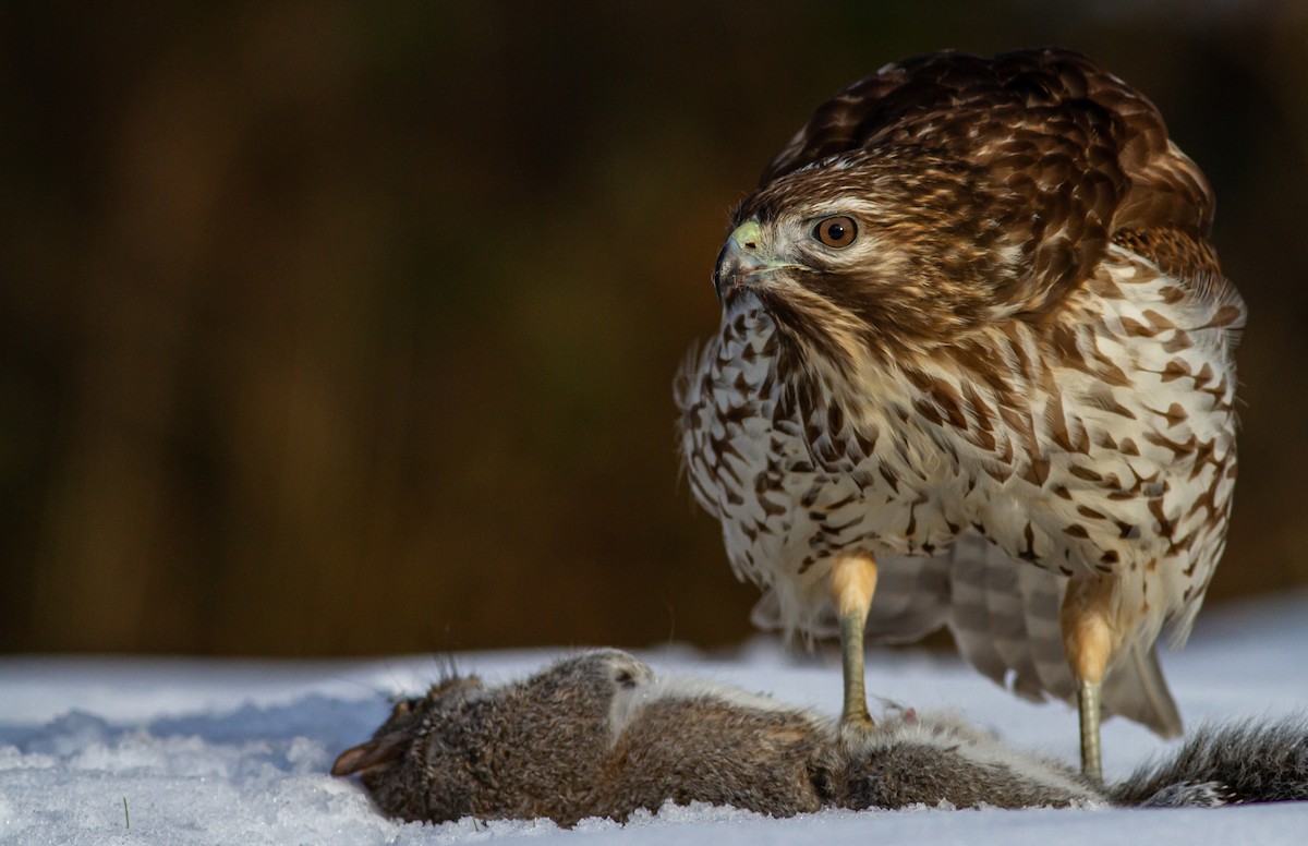 Rotschulterbussard [lineatus-Gruppe] - ML399249731