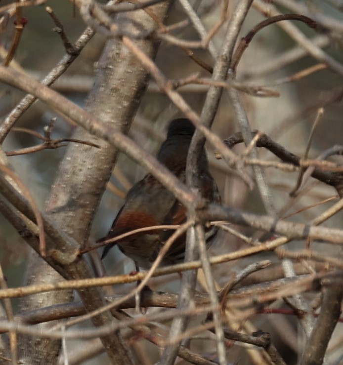 Fox Sparrow (Red) - ML399250011