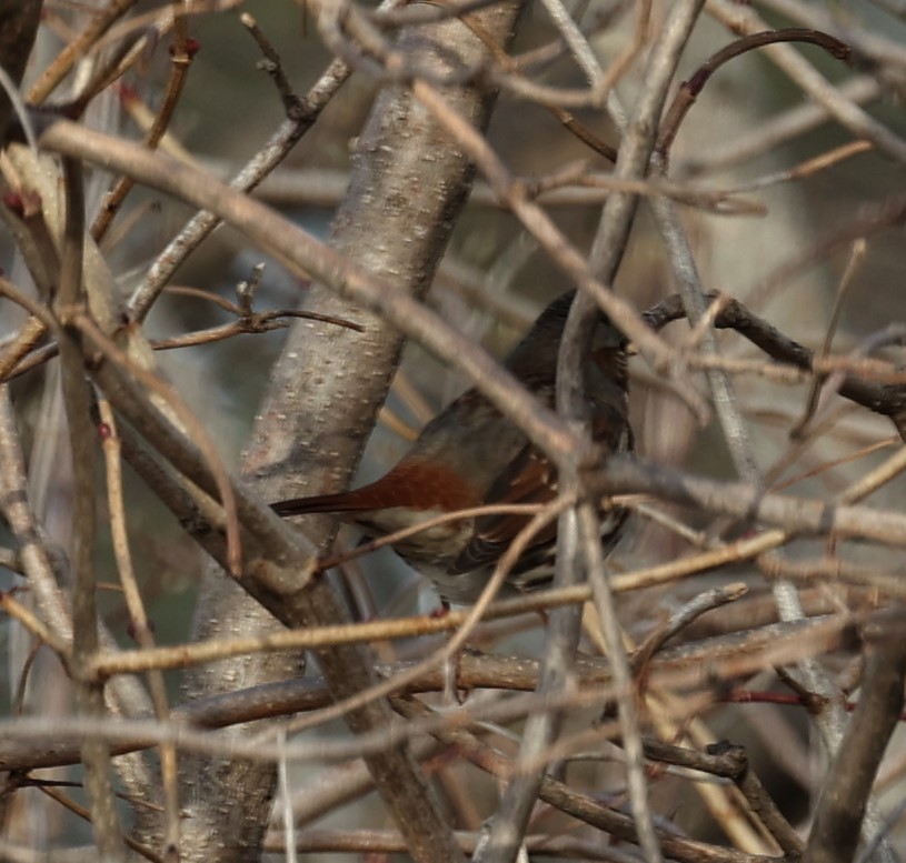 Fox Sparrow (Red) - ML399250021
