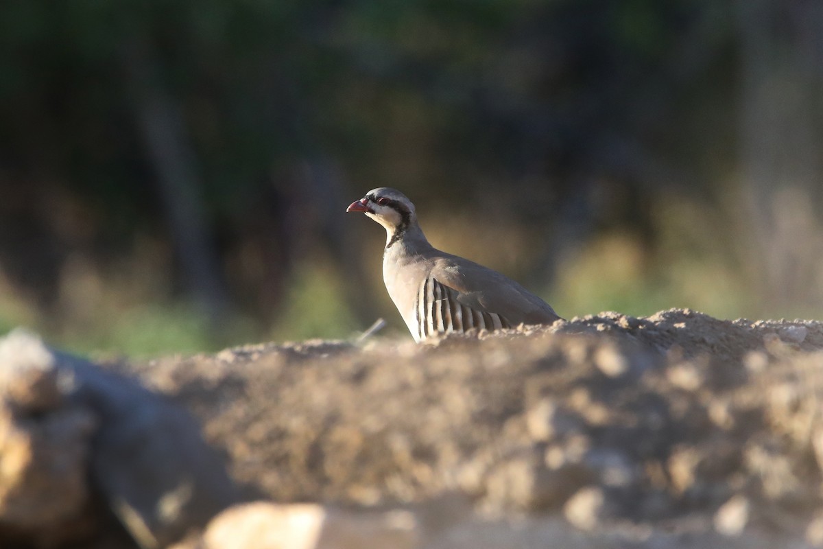 Chukar - ML399250991