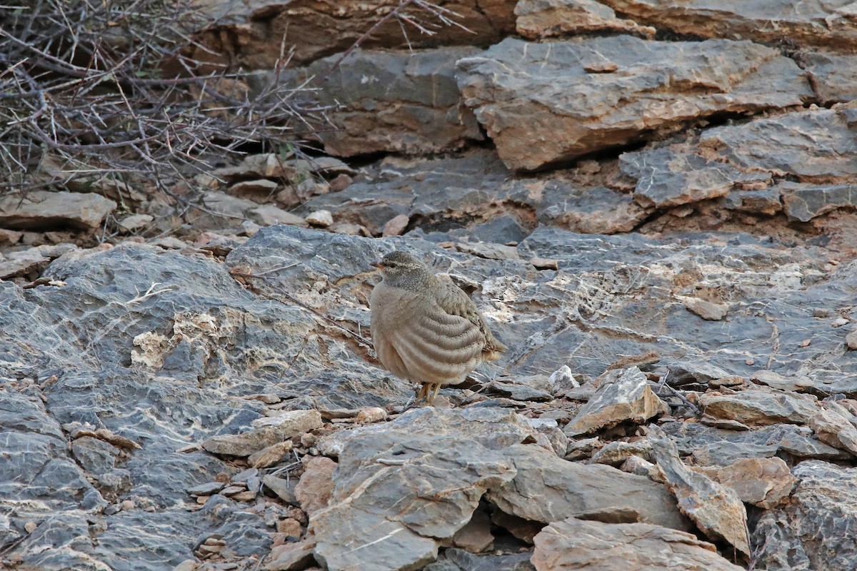 See-see Partridge - ML399251041