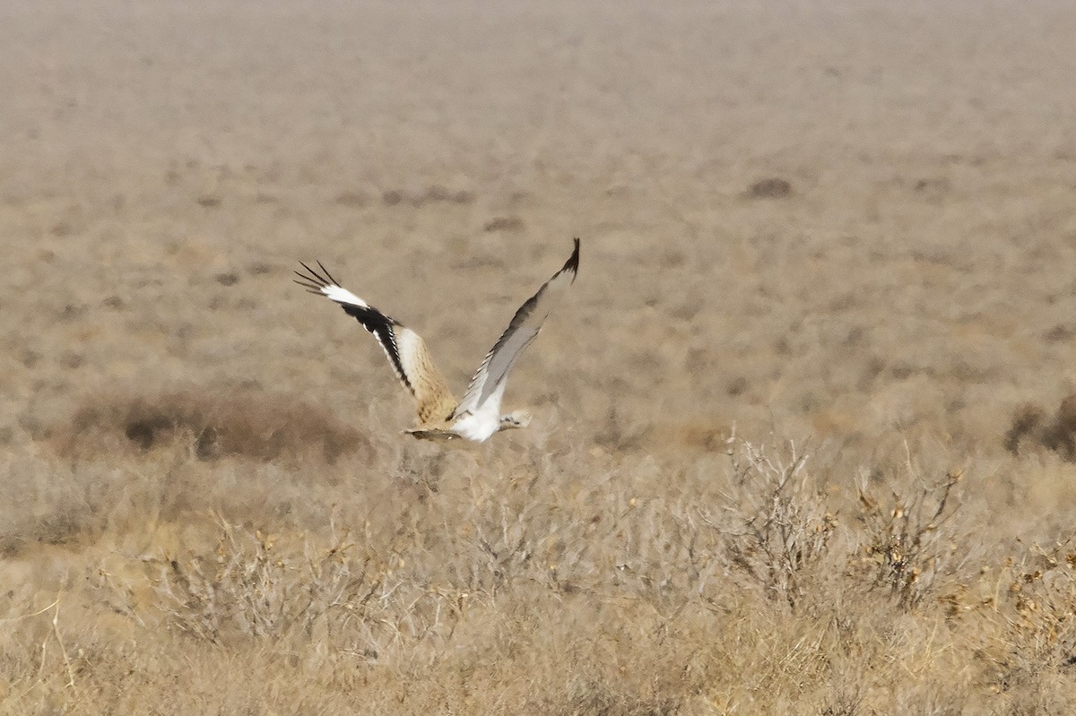 Asian Houbara - ML399251121