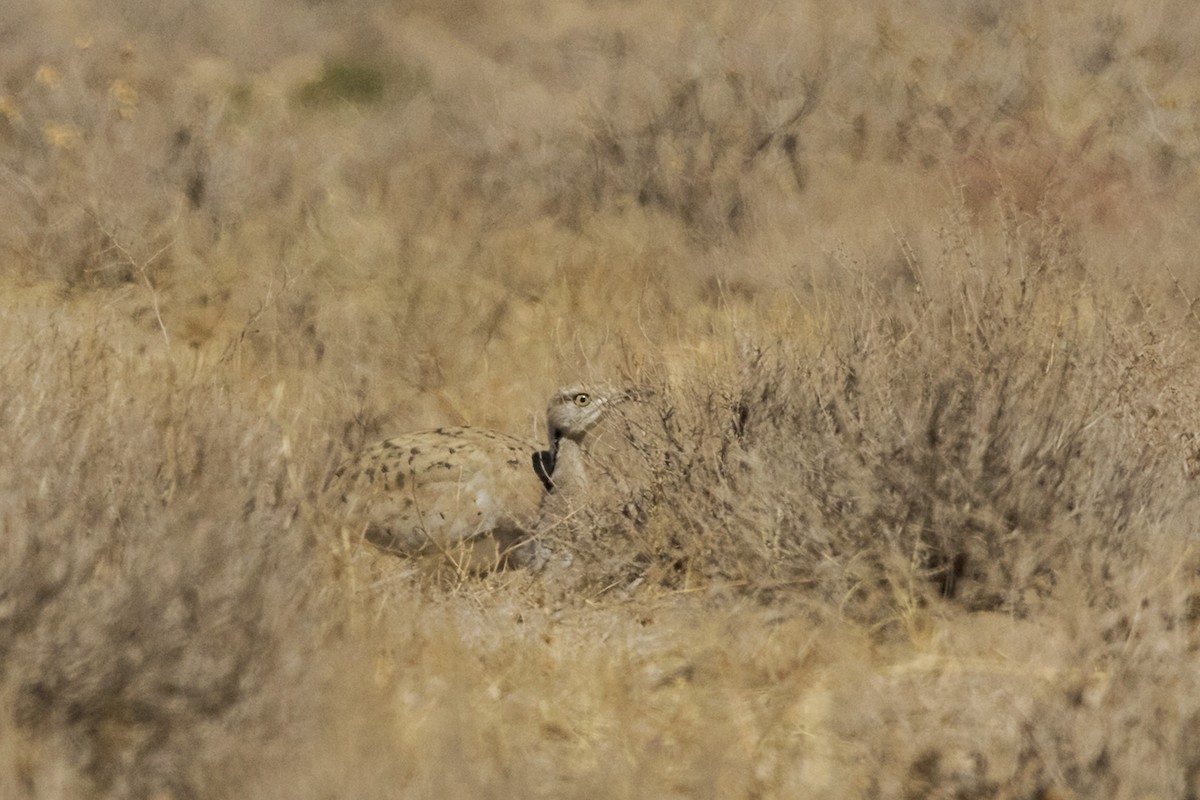 Asian Houbara - ML399251161