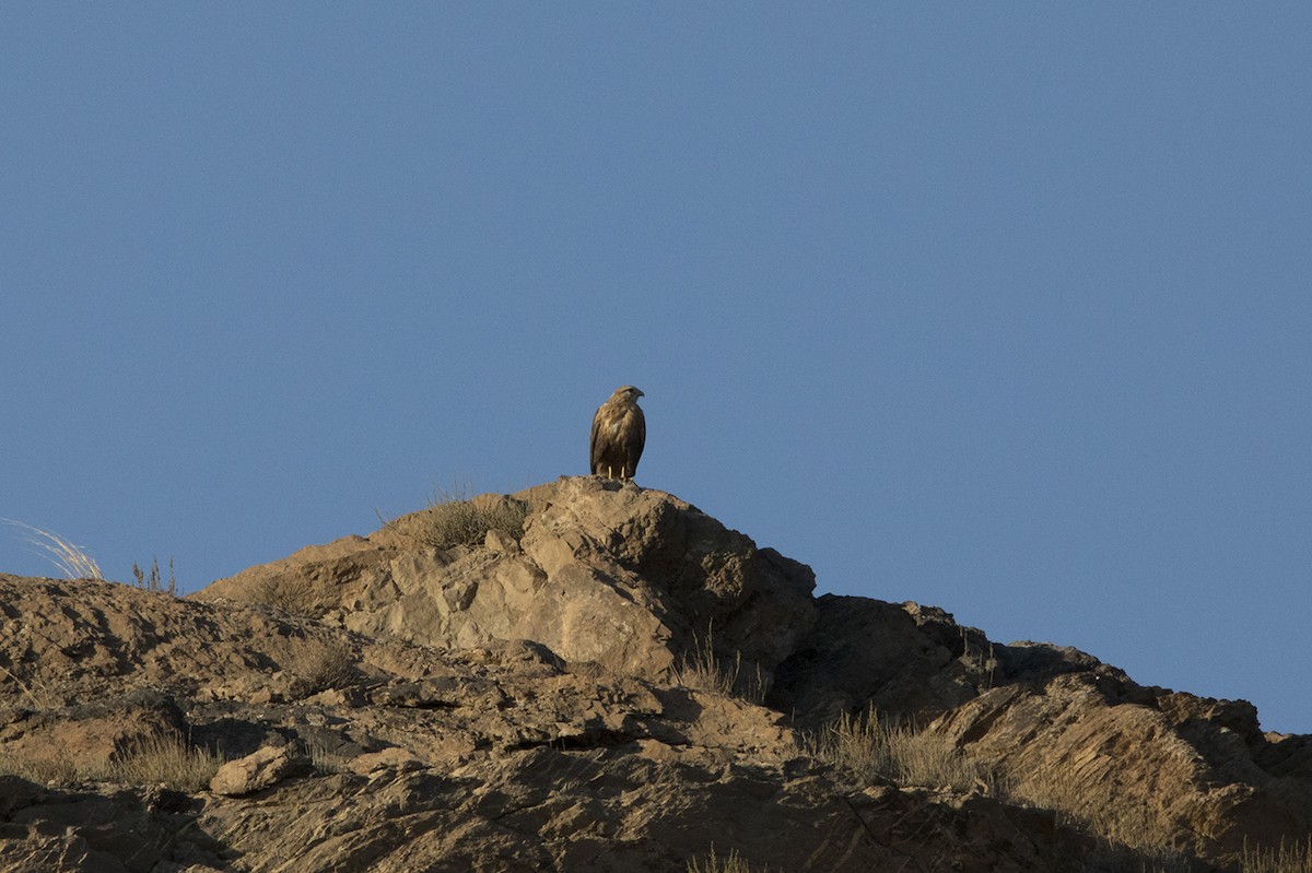 Long-legged Buzzard - ML399251211