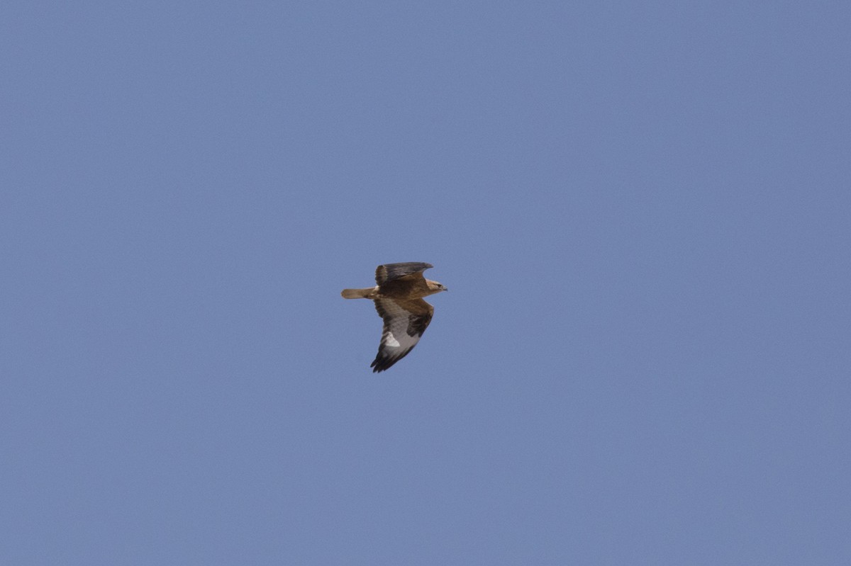 Long-legged Buzzard - ML399251221