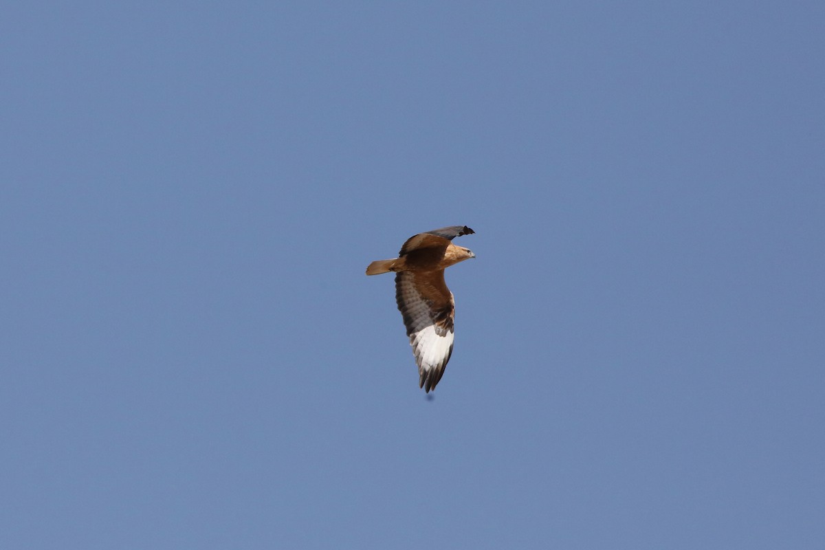 Long-legged Buzzard - ML399251231