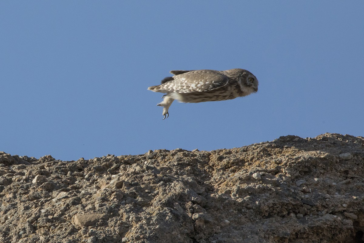 Little Owl - ML399251261