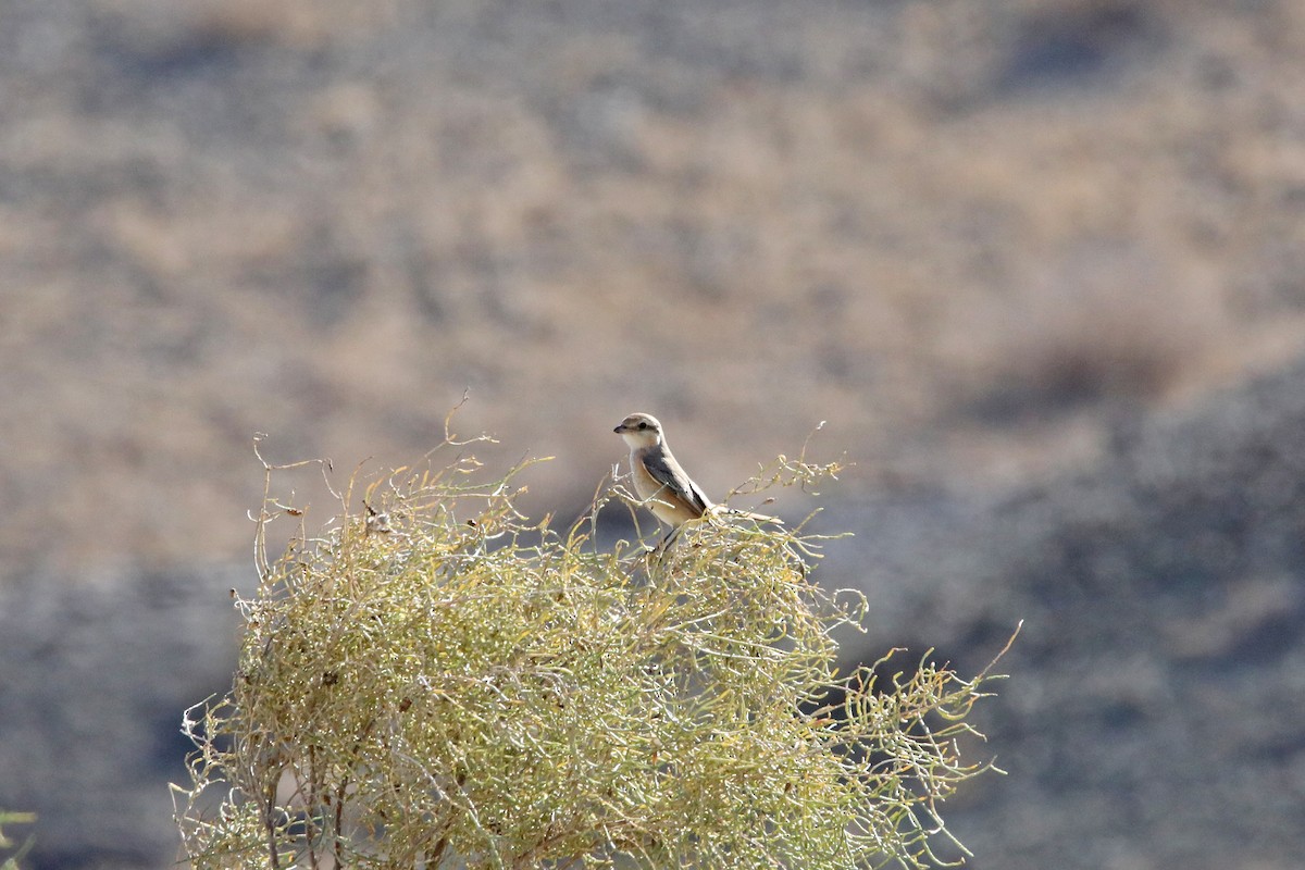 Isabelline Shrike - ML399251371