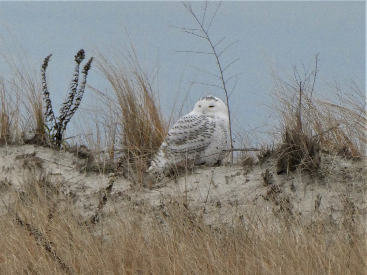 Snowy Owl - ML399251391