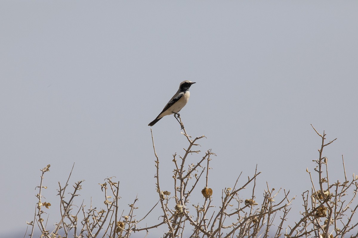 Desert Wheatear - ML399251471