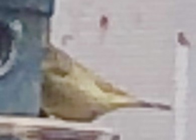 Painted Bunting - ML399252001