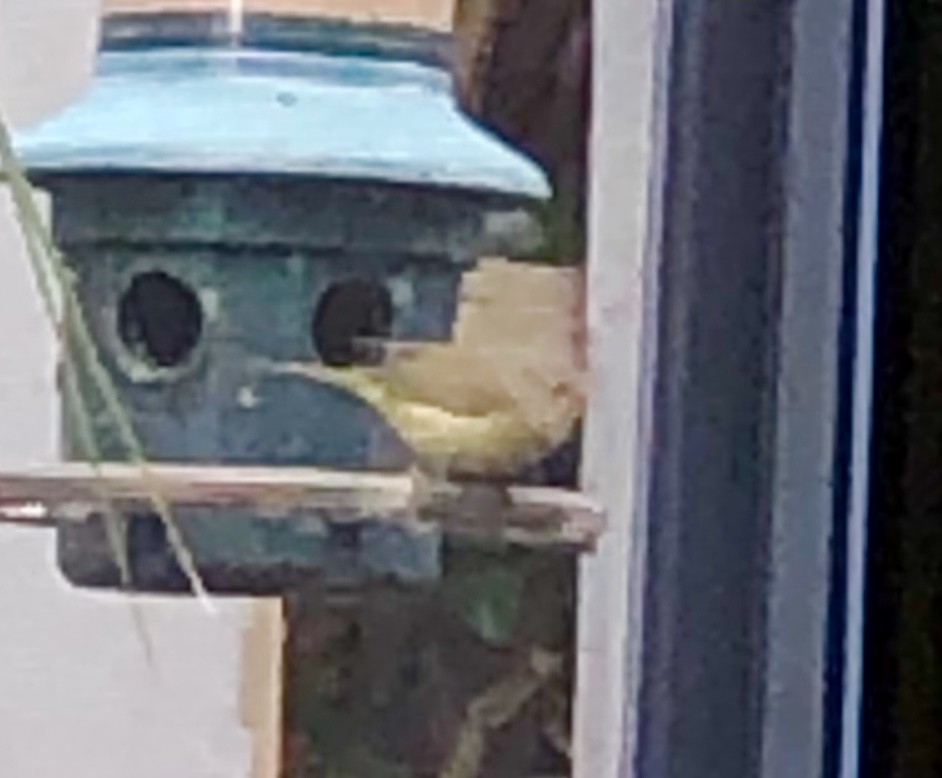 Painted Bunting - ML399252011