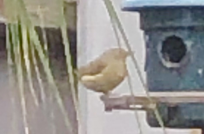 Painted Bunting - ML399252021