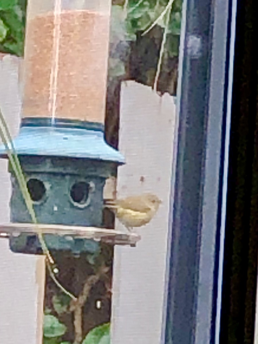 Painted Bunting - ML399252031