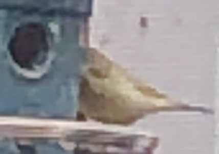 Painted Bunting - ML399252041