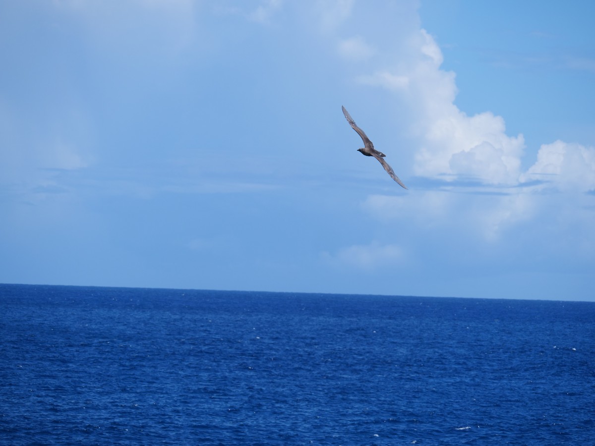 Wedge-tailed Shearwater - ML399252311