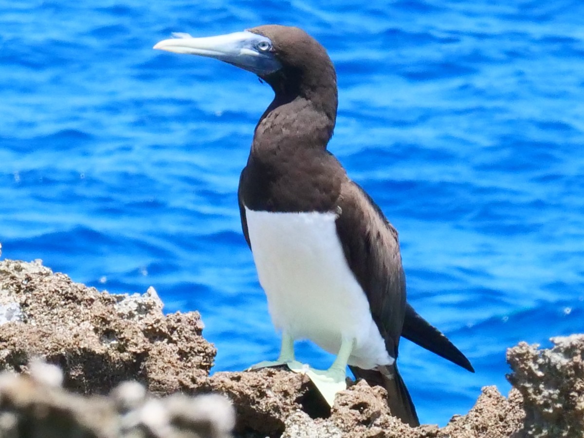 Brown Booby - ML399252591