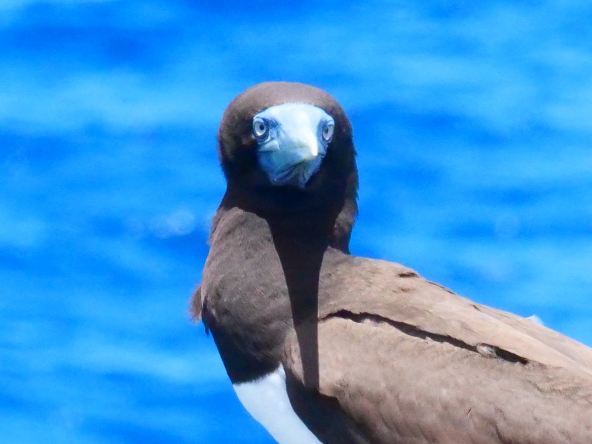 Brown Booby - ML399252651