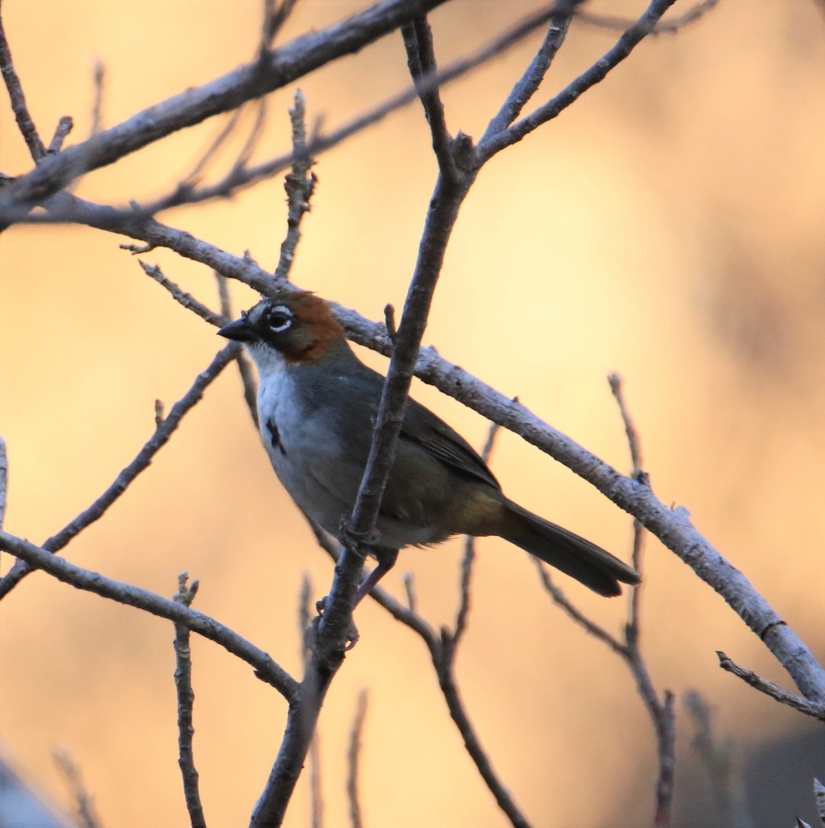 Rusty-crowned Ground-Sparrow - FELIPE SAN MARTIN