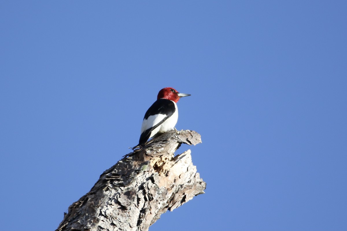 Red-headed Woodpecker - E R