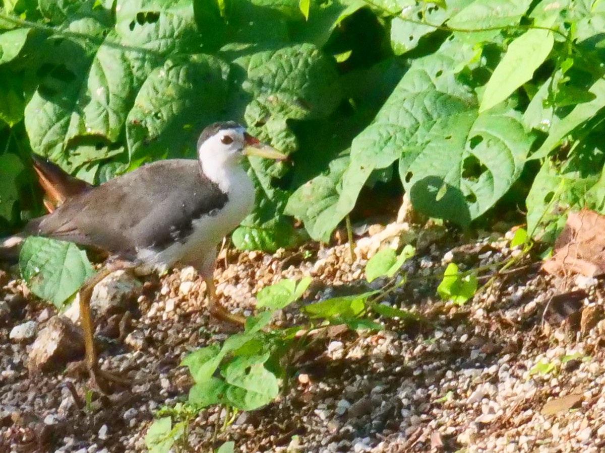 White-breasted Waterhen - ML399255301